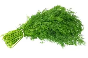 Dill.webp