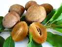 Sapodilla.webp