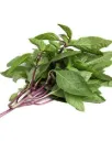 Sweet Basil 100g. โหระพา.webp