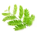 Young Tamarind Leaf 100g..webp