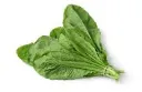 Amchoi