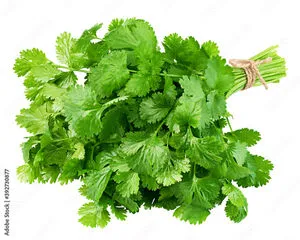 Korianteri
