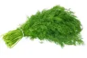Dill