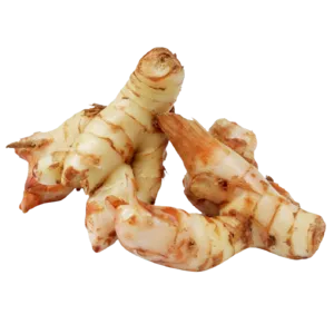 [571] Galanga 100 g. ข่า