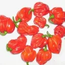 Habanero (15.50€/kg)