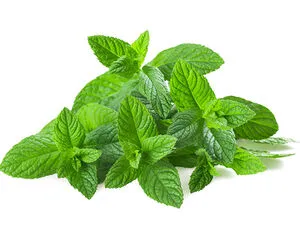 Mint