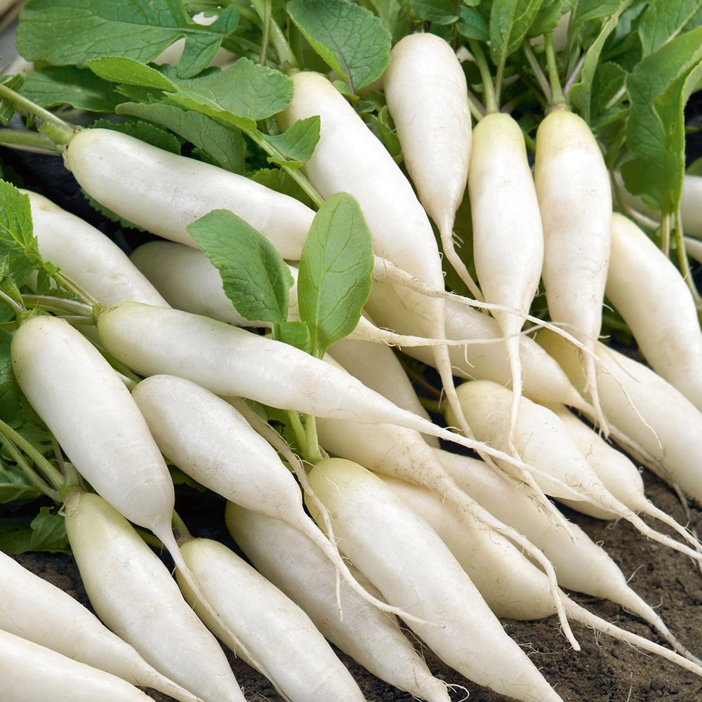 Radish