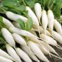 Radish 4.45€ /kg