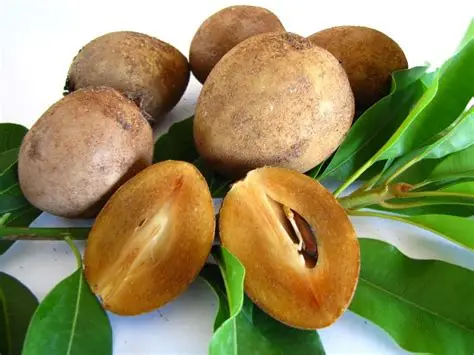[567] Sapodilla