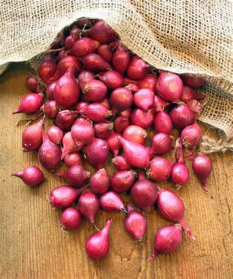 [726] Pieni sipuli