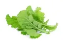 Thai Mustard 100g. ผักกาดสร้อย