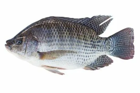 [1413] Tilapia 500-800