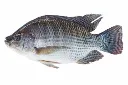 Tilapia 500–800