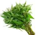 Vietnamese Coriander 100g.