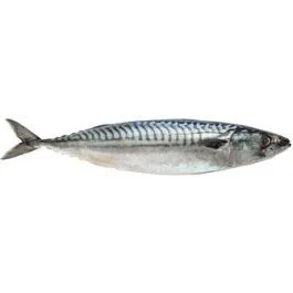 [1759] VÄSTKUSTMAKRILL V/R 500+ 8,99€/KG.