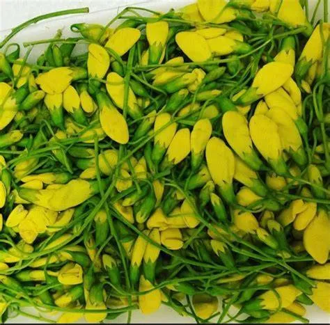 Keltainen Sesbania-kukka 100 g.