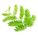 Unga tamarindblad 100 g.